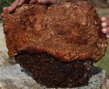 Load image into Gallery viewer, Exhibition Grade Red Coolibah Burl Cap
