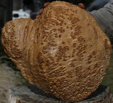 Load image into Gallery viewer, Red Coolibah Burl Cap
