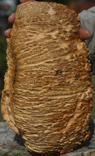Load image into Gallery viewer, Red Coolibah Burl Cap
