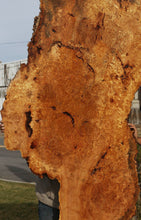 Load image into Gallery viewer, Spalted Maple Burl Slab
