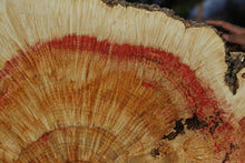 Load image into Gallery viewer, Box Elder Cookie
