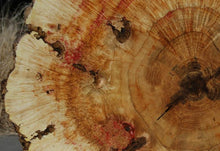 Load image into Gallery viewer, Box Elder Cookie
