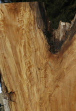 Load image into Gallery viewer, Crotchwood Figured Cottonwood Slab
