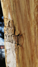 Load image into Gallery viewer, Crotchwood Figured Cottonwood Slab

