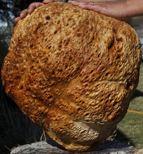 Load image into Gallery viewer, Red Gum Burl Cap
