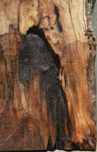 Load image into Gallery viewer, Rustic Grafted English/Claro Walnut Slab
