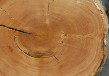 Load image into Gallery viewer, Douglas Fir Cookie
