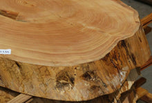 Load image into Gallery viewer, Douglas Fir Cookie
