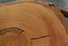 Load image into Gallery viewer, Douglas Fir Cookie
