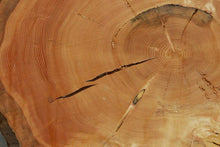 Load image into Gallery viewer, Douglas Fir Cookie
