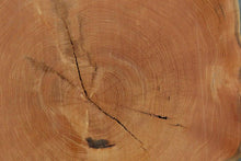 Load image into Gallery viewer, Douglas Fir Cookie
