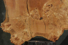 Load image into Gallery viewer, Douglas Fir Cookie
