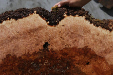 Load image into Gallery viewer, Heart Maple Burl Slab
