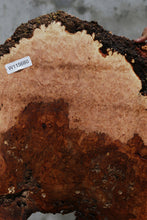 Load image into Gallery viewer, Heart Maple Burl Cookie
