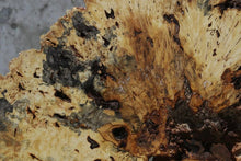Load image into Gallery viewer, Buckeye Burl Round Slab
