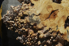 Load image into Gallery viewer, Buckeye Burl Round Slab
