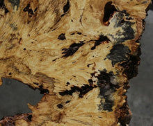 Load image into Gallery viewer, Buckeye Burl Round Slab
