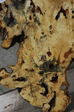 Load image into Gallery viewer, Buckeye Burl Slice
