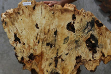 Load image into Gallery viewer, Buckeye Burl Slice
