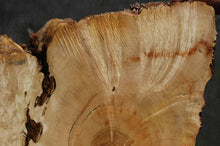 Load image into Gallery viewer, Box Elder Slice
