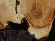 Load image into Gallery viewer, Box Elder Slice
