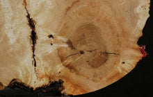 Load image into Gallery viewer, Box Elder Slice
