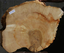 Load image into Gallery viewer, Box Elder Slice
