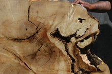 Load image into Gallery viewer, Box Elder Slice
