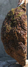 Load image into Gallery viewer, Maple Burl Cap
