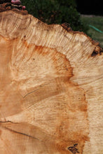Load image into Gallery viewer, Live Edge Box Elder Slab
