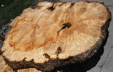 Load image into Gallery viewer, Live Edge Box Elder Slab
