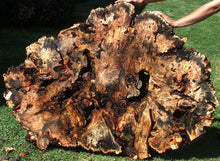 Load image into Gallery viewer, Buckeye Burl Slab
