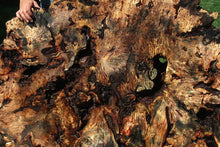 Load image into Gallery viewer, Buckeye Burl Slab
