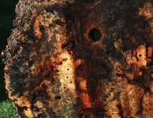 Load image into Gallery viewer, Buckeye Burl Slab
