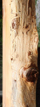 Load image into Gallery viewer, Rustic Wormy Incense Cedar Mantel
