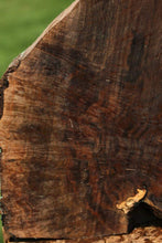 Load image into Gallery viewer, Museum Grade English Walnut Gun Blank

