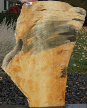 Load image into Gallery viewer, Blue Streaked Figured Ponderosa Pine Slab
