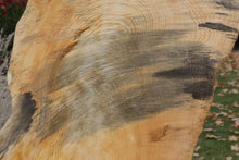 Load image into Gallery viewer, Blue Streaked Figured Ponderosa Pine Slab
