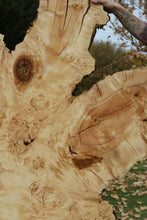 Load image into Gallery viewer, Rustic Flamed Silver Maple Slab
