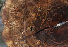 Load image into Gallery viewer, Exhibition Claro Walnut Burl Slab
