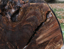 Load image into Gallery viewer, XF Rustic Claro Walnut Burl Slab
