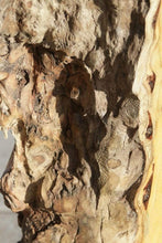 Load image into Gallery viewer, Pequiarana Mantel

