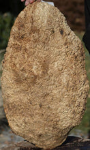 Load image into Gallery viewer, XF Gold Mallee Burl Cap
