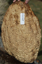 Load image into Gallery viewer, Museum Grade Gold Mallee Burl Cap
