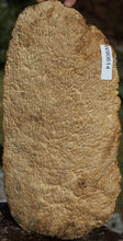 Load image into Gallery viewer, Exhibition Gold Mallee Burl Cap
