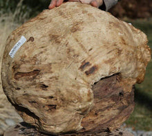 Load image into Gallery viewer, Red Gum Burl Cap

