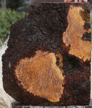 Load image into Gallery viewer, Exhibition Grade Redwood Lace Burl Mini Slab
