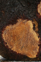 Load image into Gallery viewer, Exhibition Grade Redwood Lace Burl Mini Slab
