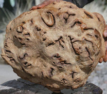 Load image into Gallery viewer, Red Gum Resin Burl Cap
