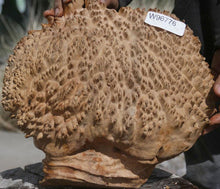 Load image into Gallery viewer, Red Mallee Burl Cap
